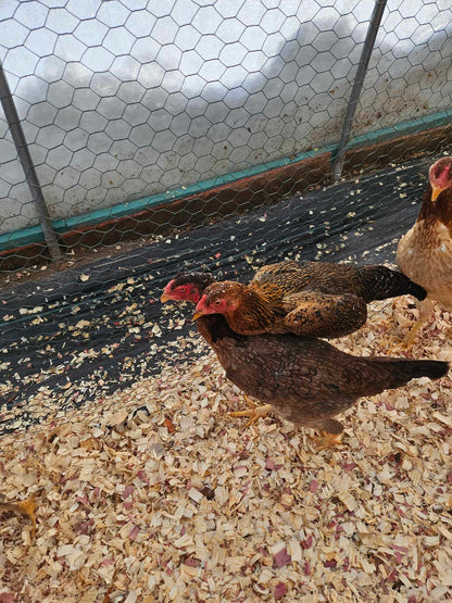 6- Indio Gigante Hatching Eggs- 6 Eggs-RR/Direct Brazil Line-Largest Rarest Chicken