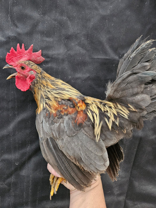 One Dozen (12) Serama Micro A&B Chickens *Rare*  Hatching Eggs