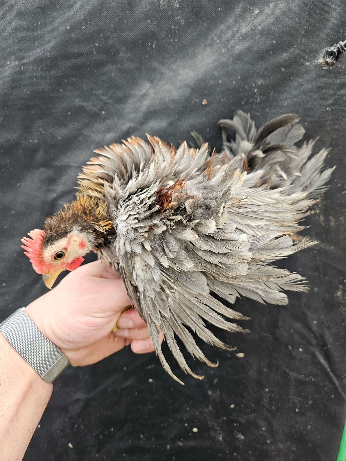 Kikikiri Micro Puerto Rican Chickens *Rare*  (Spring 2024 Preorder)