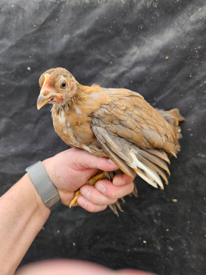 Kikikiri Micro Puerto Rican Chickens *Rare*  (Spring 2024 Preorder)
