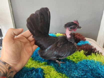 One Dozen (12) Kikikiri Micro Puerto Rican Chickens *Rare*  Hatching Eggs