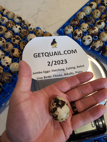 HATCHING Eggs -One Dozen Or More Jumbo Brown Corturnix Quail Eggs As Low As $0.45 Each