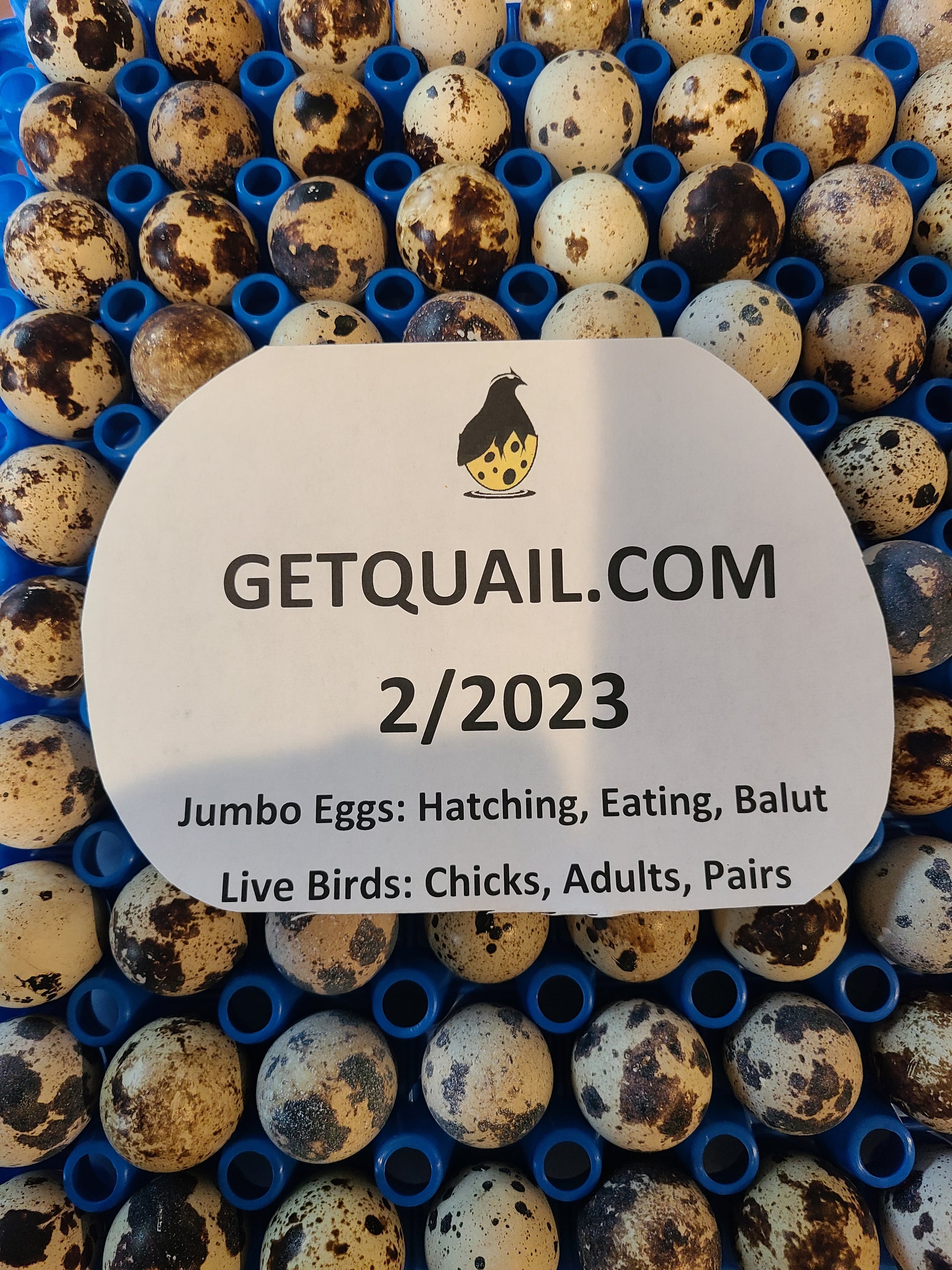 How to Hatch Quail Eggs from the Store: Expert Tips for Success